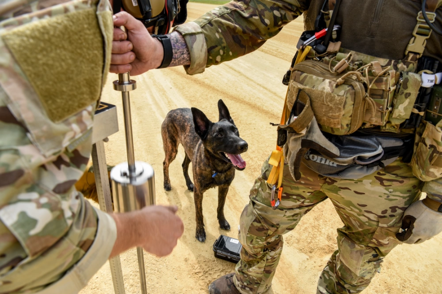 air force dog